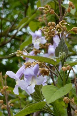 Paulownia tomentosa - pavlonie plstnatá - květ2